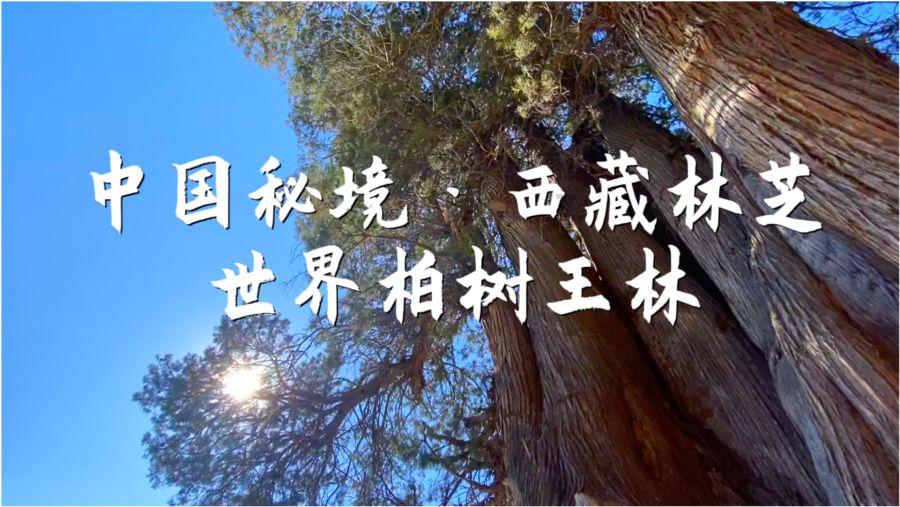 国网黄冈供电公司交出精彩答卷