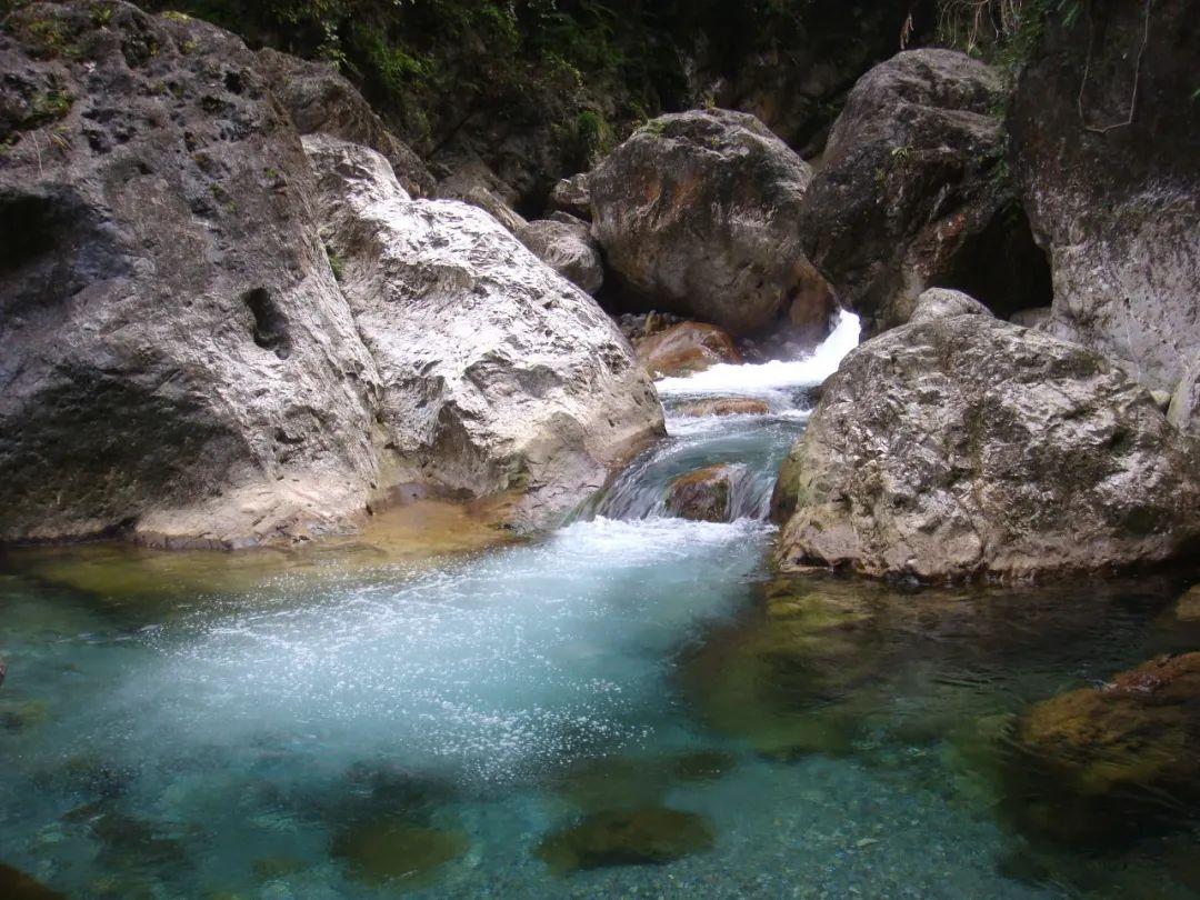 逃离橡子树种植地